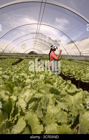African american woman interacting lettuce rows in greenhouse using vr headset in gray apron Stock Photo