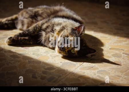 A tabby cat enjoys the warmth of the sun relaxing on the stone floor. A relaxed three-colored tortoiseshell cat lounges on sunlit floor, basking in a Stock Photo