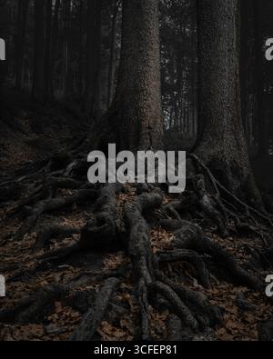 Gnarled roots of two large trees sprawl across the forest floor, surrounded by decaying leaves and deep shadows. Stock Photo