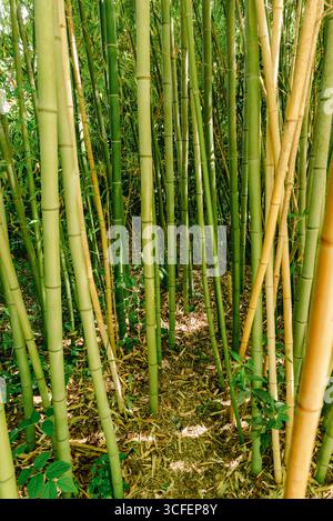 Dense bamboo grove with tall green stalks creating vertical natural lines in a forest environment Stock Photo
