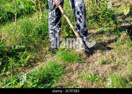 A man digs a hole with a shovel to plant a tree, using a rope to mark the hole in the garden. Stock Photo