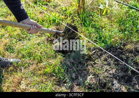 A man digs a hole with a shovel to plant a tree, using a rope to mark the hole in the garden. Stock Photo