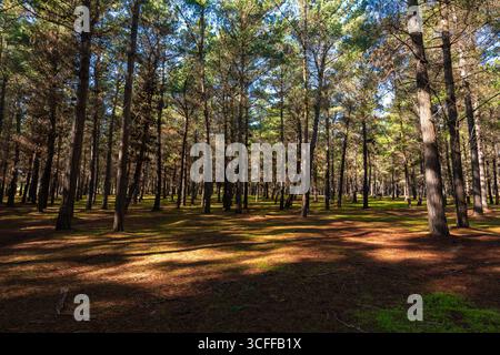 A beautiful view of a forest in Quintay, Chile, with sunlight streaming through the trees and casting long shadows on the ground. Stock Photo
