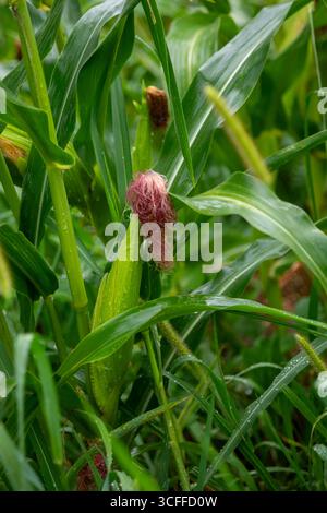 New Troy, Michigan - Corn growing in a farmer's field in southwest Michigan. Stock Photo
