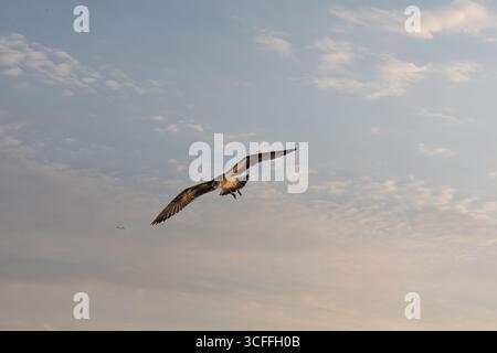 Seagull in flight illuminated by warm sunset light, wings spread wide against a cloudy sky, with large copy space for text or design. Stock Photo