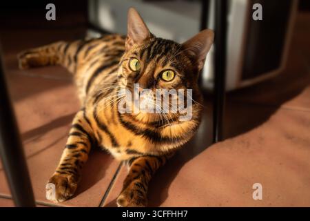 Bengal cat lounges on the floor in the sunlight. Stock Photo