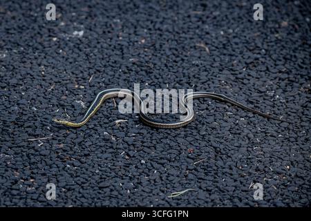 Vadnais Heights, Minnesota. John H. Allison Forest. Full length view of a Common Garter Snake, Thamnophis sirtalis crawling on the asphalt on a path i Stock Photo