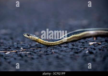 Vadnais Heights, Minnesota. John H. Allison Forest. Closeup portrait of a Common Garter Snake, Thamnophis sirtalis crawling on the asphalt on a path i Stock Photo