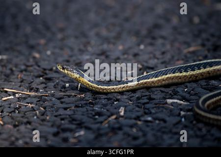 Vadnais Heights, Minnesota. John H. Allison Forest. Closeup portrait of a Common Garter Snake, Thamnophis sirtalis crawling on the asphalt on a path i Stock Photo