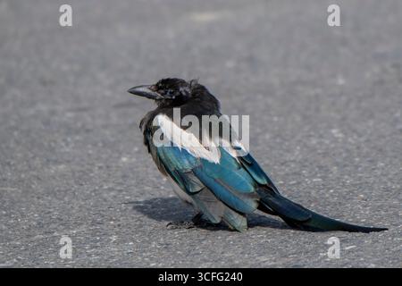 Valdez, Alaska. Side view of a Black-billed Magpie resting on the ground. Stock Photo