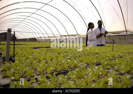 African american scientists examining seedlings using tablet in greenhouse, copy space Stock Photo