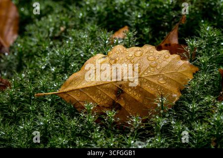 Orange Beech leaf on moss with water droplets macro, autumn background leaf Stock Photo