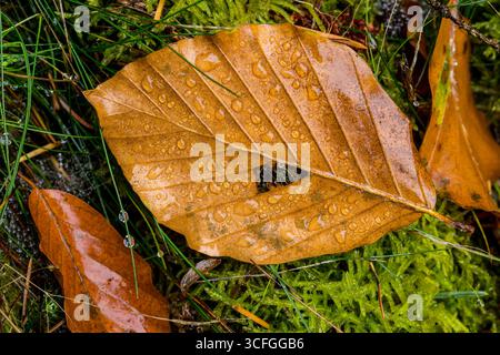 Orange Beech leaf on moss with water droplets macro, autumn background leaf Stock Photo