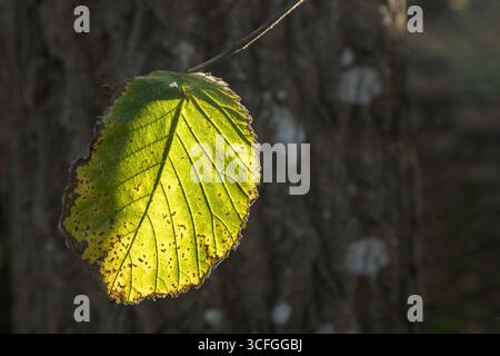 autumn leaf with sun against with leaf veins Stock Photo