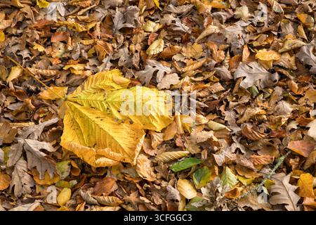 Yellow an orange leave laying on many leaves an autumn background Stock Photo