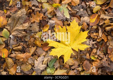 Yellow an orange leave laying on many leaves an autumn background Stock Photo