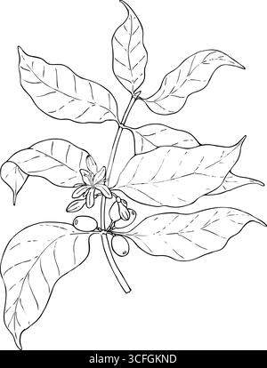 Coffee branch with leaves, beans and flowers vector illustration Stock Vector
