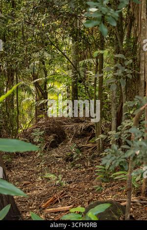 Protected lowland subtropical rainforest, Queensland, Australia. Leaf-litter and dead fronds on forest floor. Green foliage and trunks of mixed trees. Stock Photo