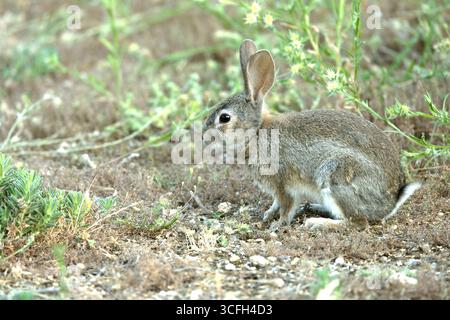 Rabbit in a Mediterranean forest of olive, oak and pine trees, at first ...