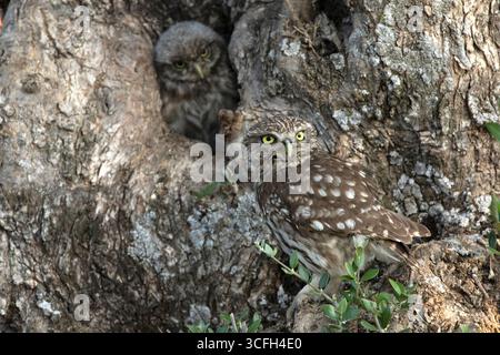 Little owl chicks in the hollow of an olive tree where the nest is located at the first light of a late spring day Stock Photo