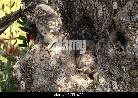 Little owl chicks in the hollow of an olive tree where the nest is located at the first light of a late spring day Stock Photo