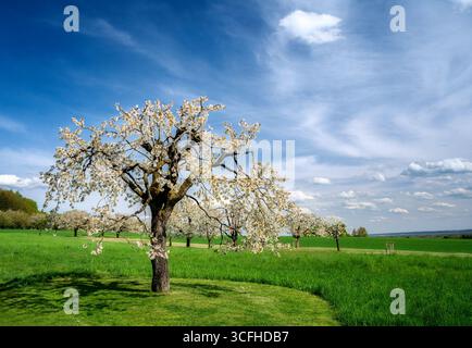 Spring scenic with a white  flowering cherry tree Stock Photo