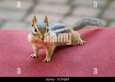 Little chipmunk looking for peanuts and nuts on my patio furniture with copy space Stock Photo