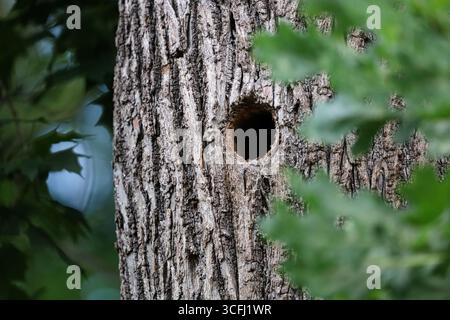 A round bird hole in a thick tree trunk, partially obscured by green oak leaves. Stock Photo