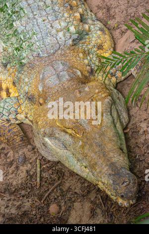 A close-up of a Caiman Llanero resting in its natural habitat at a wildlife recovery center in Tolima, Colombia. Stock Photo