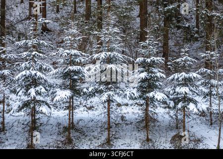 Snow-covered fir trees in a dense forest create a peaceful winter atmosphere, Kamptal Waldviertel Austria Stock Photo