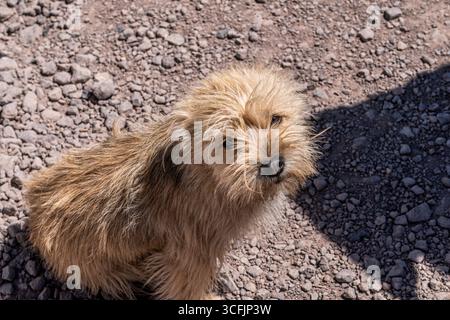 Scruffy dog sitting on rocky ground outdoors Stock Photo