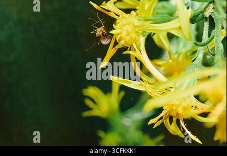 Macro photography of a small Mosquito on a cluster of yellow flowers Stock Photo