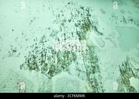 Blurred abstract grungy green background. Stock Photo