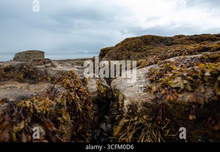 Craggy rocks covered in seaweed are visible during low tide at Penmon Point, Beaumaris, as a morning sea mist begins to clear over Anglesey. Stock Photo