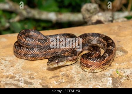 A beautiful Texas rat snake (Elaphe obsoleta lindheimeri), a subspecies of the black rat snake. A non-venomous colubrid snake. Stock Photo