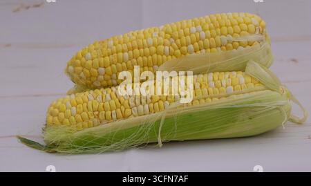 Fresh sweet corn cobs with husks partially peeled on white background. Stock Photo