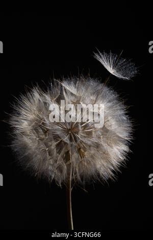 A close-up view of a Tragopogon flower showing its intricate white seed head, with one seed gently floating away in the evening light, capturing the beauty of nature's lifecycle. Stock Photo