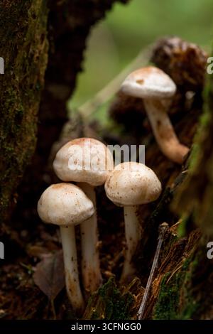 Hygrophorus eburneus, known as the Ivory Waxycap, show pure white often slimy or waxy cap Stock Photo