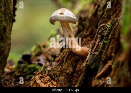 Hygrophorus eburneus, known as the Ivory Waxycap, show pure white often slimy or waxy cap Stock Photo