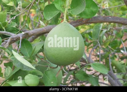 Pomelo growing in a field, Episkopi, near Paphos, Republic of Cyprus Stock Photo