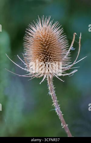 A close up of the seed head pf a teasel. Taken against a natural dark background with space for text Stock Photo