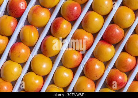 Yellow and red ripe nectarines fruits are neatly arranged in rows in a box. Close-up view of the fragment from above Stock Photo