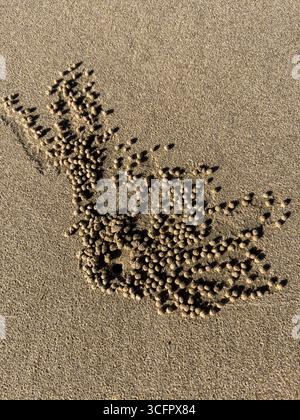 Sand balls created by a sand bubbler crab on a beach Stock Photo