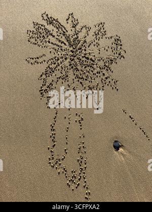 Sand balls created by a sand bubbler crab on a beach Stock Photo