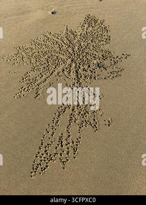 Intricate sand pattern created by sand bubbler crabs on a beach Stock Photo