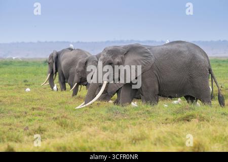 The herd of elephants feeding in savanna grassland at Amboseli National Park, Kenya Stock Photo