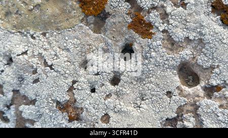 Detailed macro photograph of light colored lichens growing on rocky surface Stock Photo