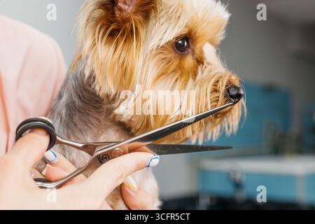 A small Yorkshire Terrier is being groomed with scissors, highlighting its fluffy fur and attentive expression in a bright, modern grooming salon fill Stock Photo