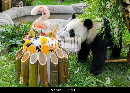 Giant panda Katyusha enjoys a birthday meal during her third birthday ...