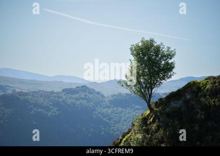 A single tree stands resiliently on the edge of a rocky mountain slope, overlooking a deep valley filled with layered forest ridges Stock Photo